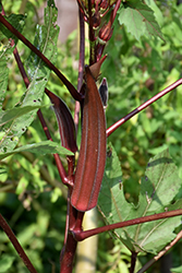 Red Burgundy Okra (Abelmoschus esculentus 'Red Burgundy') at A Very Successful Garden Center