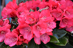 Cherries And Merlot Rhododendron (Rhododendron 'Cherries And Merlot') at A Very Successful Garden Center