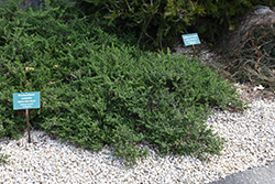 Alpine Mint Bush (Prostanthera cuneata) at A Very Successful Garden Center