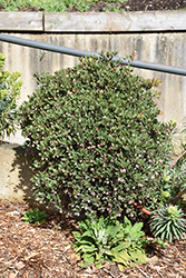 Hybrid Manzanita (Arctostaphylos x media) at A Very Successful Garden Center