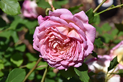 Brother Cadfael Rose (Rosa 'Ausglobe') at A Very Successful Garden Center