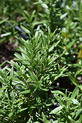 Spice Islands Rosemary (Rosmarinus officinalis 'Spice Islands') at A Very Successful Garden Center