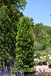 Center Court Cherry Laurel (Prunus caroliniana 'GRECCT') at A Very Successful Garden Center