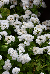 Bumble White Flossflower (Ageratum 'Wesagbuwhi') at A Very Successful Garden Center