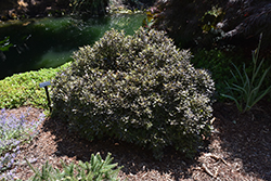 County Park Dwarf Kohuhu (Pittosporum tenuifolium 'County Park Dwarf') at A Very Successful Garden Center
