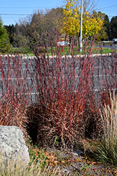 Red October Bluestem (Andropogon gerardii 'Red October') at Lakeshore Garden Centres