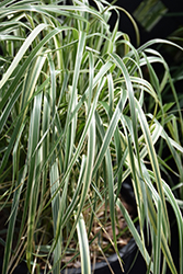 Hello Spring! Reed Grass (Calamagrostis x acutiflora 'Hello Spring!') at A Very Successful Garden Center