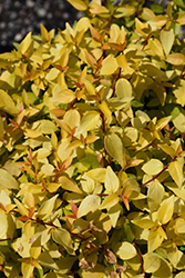 Twist Of Mango Glossy Abelia (Abelia x grandiflora 'RNTOM') at Lakeshore Garden Centres