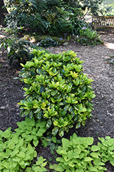 Suruga Benten Aucuba (Aucuba japonica 'Suruga Benten') at A Very Successful Garden Center