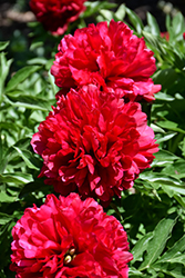 Eliza Lundy Peony (Paeonia 'Eliza Lundy') at A Very Successful Garden Center