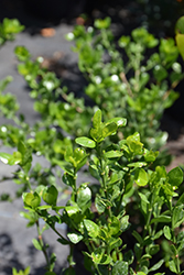 White Indigoberry (Randia aculeata) at A Very Successful Garden Center