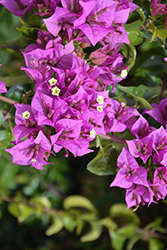 Royal Purple Bougainvillea (Bougainvillea 'Royal Purple') at A Very Successful Garden Center