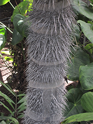 Mocora Palm (Astrocaryum standleyanum) at A Very Successful Garden Center