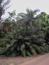 Arenga Palm (Arenga australasica) at A Very Successful Garden Center