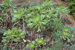 Ciliatum Aeonium (Aeonium ciliatum) at A Very Successful Garden Center