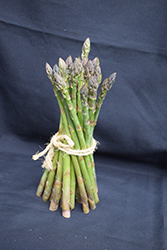 Pacific 2000 Asparagus (Asparagus 'Pacific 2000') at A Very Successful Garden Center