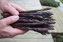 Pacific Purple Asparagus (Asparagus 'Pacific Purple') at A Very Successful Garden Center