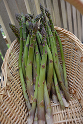 Precoce D'Argentuil Asparagus (Asparagus officinalis 'Precoce D'Argentuil') at A Very Successful Garden Center