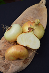 Vidalia Onion (Allium cepa 'Vidalia') at A Very Successful Garden Center