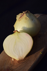 Texas Grano 1015Y Onion (Allium cepa 'Texas Grano 1015Y') at A Very Successful Garden Center