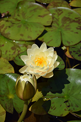 Denver Hardy Water Lily (Nymphaea 'Denver') at A Very Successful Garden Center