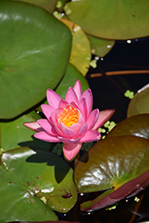 Firecrest Hardy Water Lily (Nymphaea 'Firecrest') at A Very Successful Garden Center