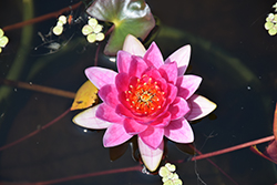 Gloriosa Hardy Water Lily (Nymphaea 'Gloriosa') at A Very Successful Garden Center