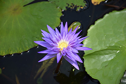 Midnight Serenade Tropical Water Lily (Nymphaea 'Midnight Serenade') at A Very Successful Garden Center