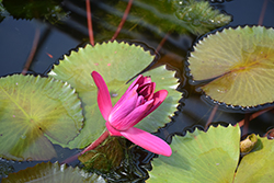 Antares Tropical Water Lily (Nymphaea 'Antares') at A Very Successful Garden Center