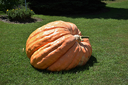 Dill's Atlantic Giant Pumpkin (Cucurbita maxima 'Dill's Atlantic Giant') at A Very Successful Garden Center
