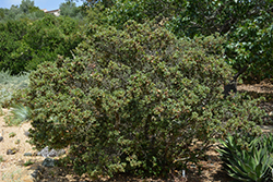 Leather Oak (Quercus durata) at A Very Successful Garden Center