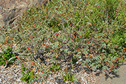Pajaro Manzanita (Arctostaphylos pajaroensis) at A Very Successful Garden Center