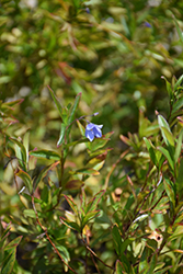 Australian Bluebell Creeper (Sollya heterophylla) at A Very Successful Garden Center