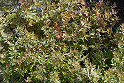 Lucky Lots Abelia (Abelia x grandiflora 'Wevo01') at A Very Successful Garden Center