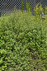 Oliver Twist Kohuhu (Pittosporum tenuifolium 'Oliver Twist') at A Very Successful Garden Center
