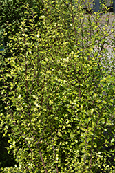 Harley Botanica Kohuhu (Pittosporum tenuifolium 'Harley Botanica') at A Very Successful Garden Center