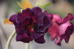 Purple Pupil Desert Rose (Adenium obesum 'Purple Pupil') at A Very Successful Garden Center