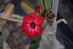 Double Waterfall Desert Rose (Adenium obesum 'Double Waterfall') at A Very Successful Garden Center