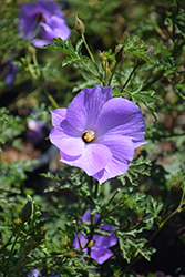 Monterey Bay Lilac Hibiscus (Alyogyne huegelii 'Monterey Bay') at A Very Successful Garden Center