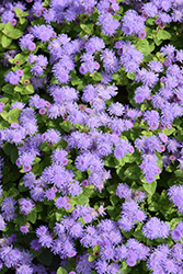 Aguilera Sky Blue Flossflower (Ageratum houstonianum 'Aguilera Sky Blue') at A Very Successful Garden Center