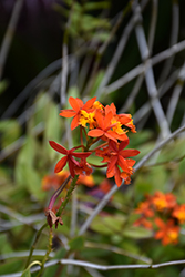 Crucifix Orchid (Epidendrum ibaguense) at A Very Successful Garden Center