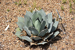 J.C. Raulston Agave (Agave parryi 'J.C. Raulston') at A Very Successful Garden Center