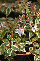 Tres Amigos Abelia (Abelia x grandiflora 'Mincautri') at A Very Successful Garden Center
