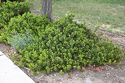 Panchito Manzanita (Arctostaphylos x coloradensis 'Panchito') at A Very Successful Garden Center