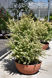 Metamorphosa Japanese Maple (Acer palmatum 'ARJOS1') at A Very Successful Garden Center