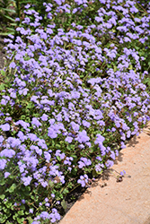 Aguilera Sky Blue Flossflower (Ageratum houstonianum 'Aguilera Sky Blue') at A Very Successful Garden Center