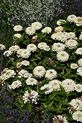 Zesty White Zinnia (Zinnia elegans 'Zesty White') at A Very Successful Garden Center