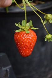 Eversweet Strawberry (Fragaria 'Eversweet') at A Very Successful Garden Center