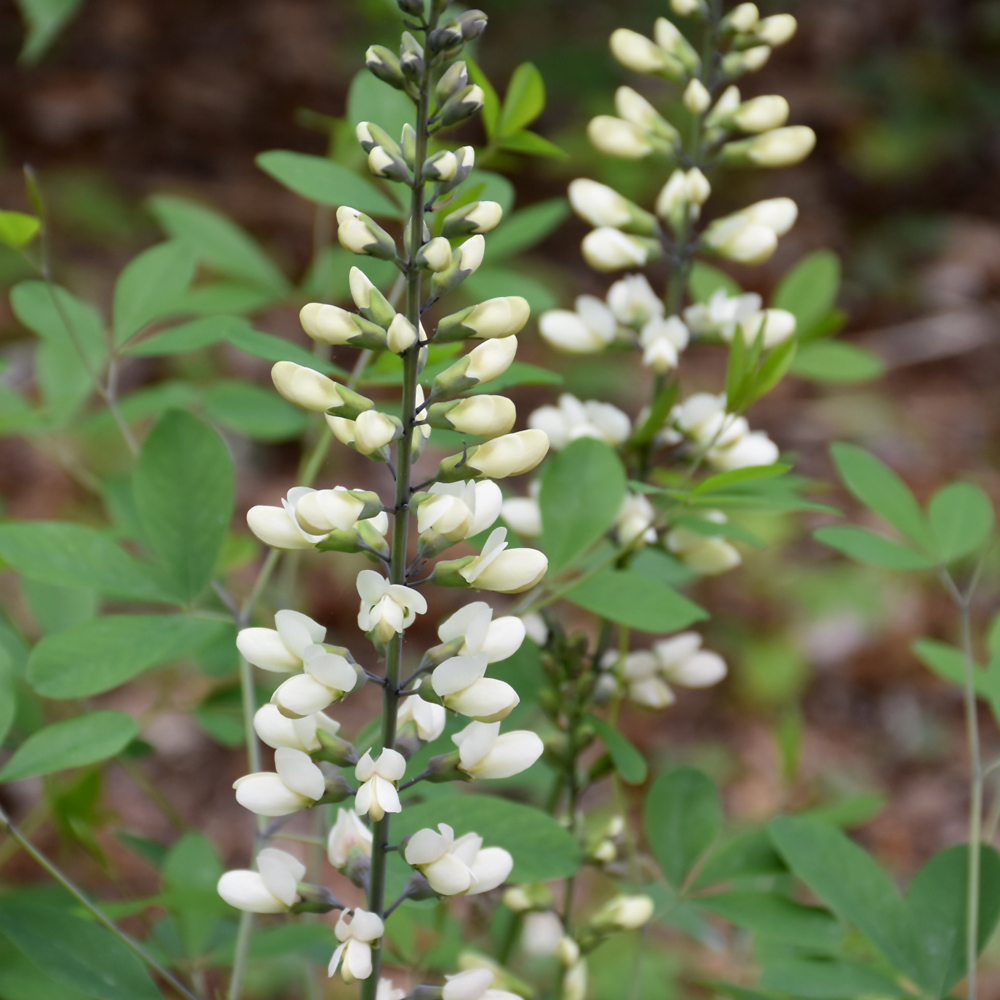 Baptisia ALba