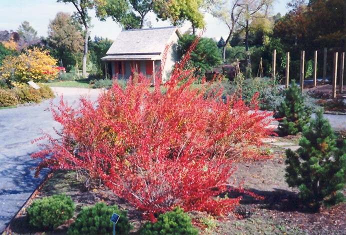 Image of Bridal wreath in fall